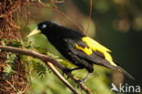 Yellow-rumped Cacique (Cacicus cela)