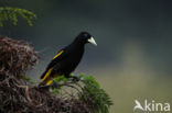 Yellow-rumped Cacique (Cacicus cela)