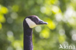 Canadese Gans (Branta canadensis)