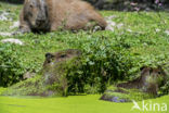 Capibara