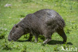 Capibara