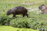 Capibara