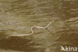 Amazonian Whipsnake (Chironius exoletus)