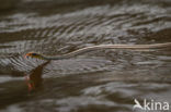 Amazonian Whipsnake (Chironius exoletus)