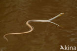 Amazonian Whipsnake (Chironius exoletus)