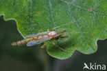 Chironomus plumosus