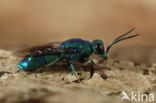 Chrysis indigotea