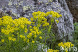 Cypress Spurge (Euphorbia cyparissias)