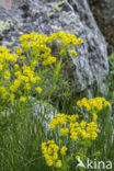 Cypress Spurge (Euphorbia cyparissias)