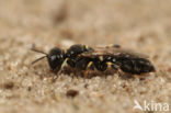 Crossocerus wesmaeli