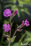 Red Campion (Silene dioica)