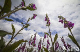 purple foxglove (Digitalis purpurea var purpurea)