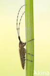 Golden-bloomed Grey longhorn (Agapanthia villosoviridescens)