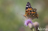 Distelvlinder (Vanessa cardui)