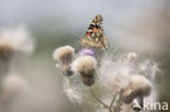 Painted Lady (Vanessa cardui)