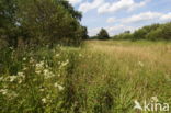 Dommelvalley