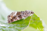 Marbled White Spot (Protodeltote pygarga)