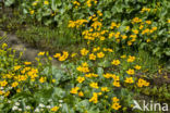 Marsh Marigold (Caltha palustris)