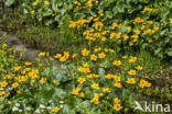 Dotterbloem (Caltha palustris)