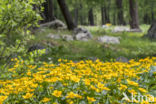 Dotterbloem (Caltha palustris)