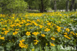 Marsh Marigold (Caltha palustris)