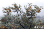 Sea-buckthorn (Hippophae rhamnoides)