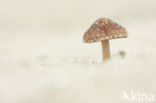 Psathyrella ammophila