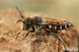 Duinkegelbij (Coelioxys mandibularis)