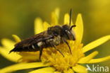 Coelioxys mandibularis