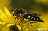 Duinkegelbij (Coelioxys mandibularis)