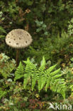 Duinparasolzwam (Lepiota alba)