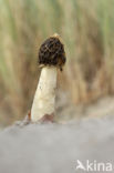 Sand stinkhorn (Phallus hadriani)