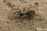 Duinwolfspin (Xerolycosa miniata)