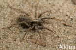 Xerolycosa miniata