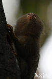 Dwergzijdeaapje (Cebuella pygmaea)