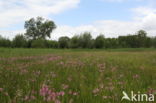 Echte koekoeksbloem (Lychnis flos-cuculi)