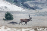 Red Deer (Cervus elaphus)