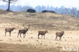 Red Deer (Cervus elaphus)