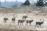 Red Deer (Cervus elaphus)