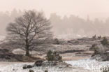 Red Deer (Cervus elaphus)