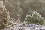 Red Deer (Cervus elaphus)