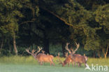 Red Deer (Cervus elaphus)