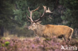 Red Deer (Cervus elaphus)