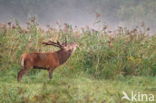 Red Deer (Cervus elaphus)