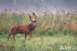 Red Deer (Cervus elaphus)