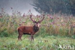 Red Deer (Cervus elaphus)