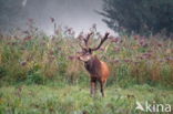 Red Deer (Cervus elaphus)