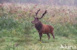 Red Deer (Cervus elaphus)