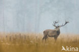 Red Deer (Cervus elaphus)
