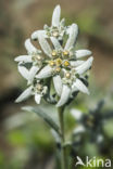 Edelweiss (Leontopodium alpinum)